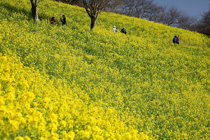 黄に染まる　（マザー牧場）