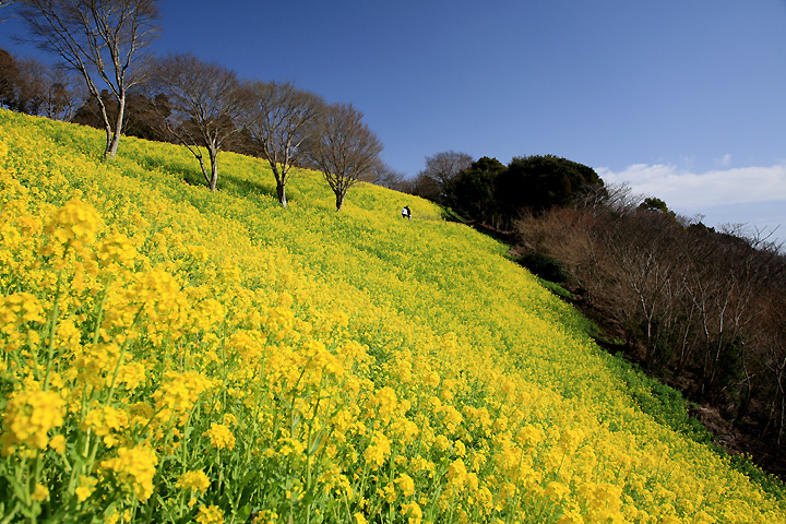 一面の菜の花　（マザー牧場）