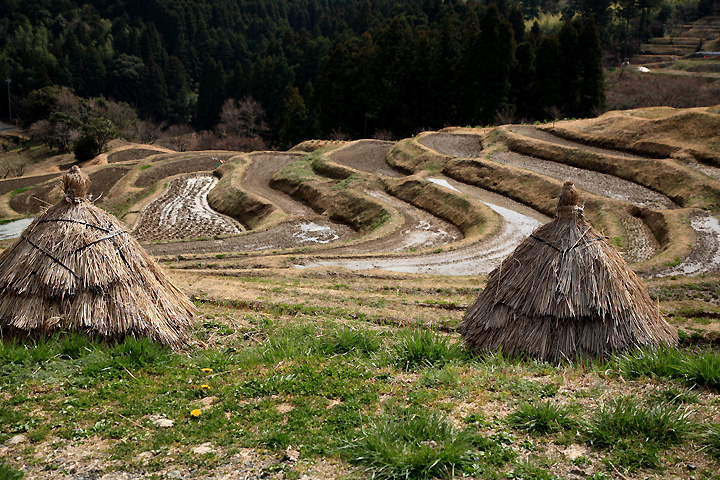 千枚田の早春　（鴨川市・大山千枚田）
