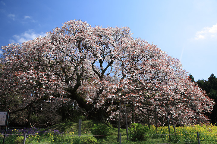 巨樹華麗　（千葉県印旛村）