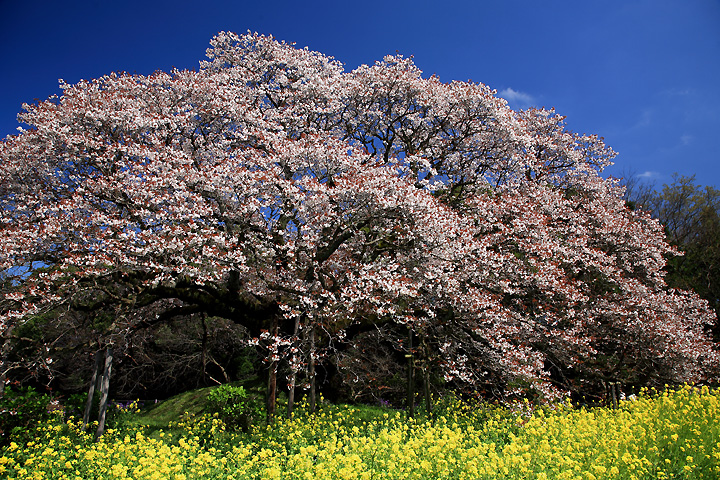 華やぎのとき　（千葉県印旛村）