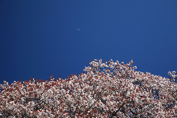 花、青空、月　（千葉県印旛村）