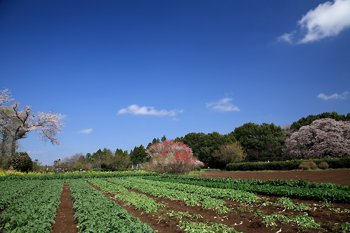 受け継がれる農地　（千葉県印旛村）