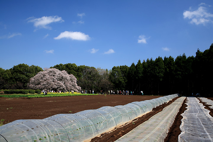 畑の大桜　（千葉県印旛村）