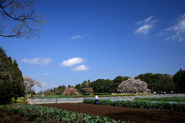 春の農作業　（千葉県印旛村）