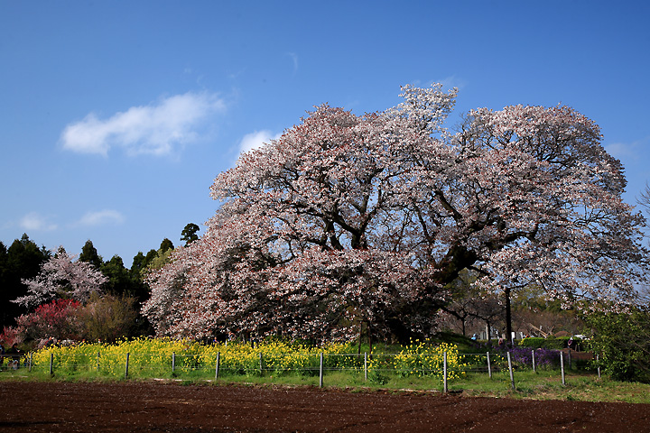 吉高の大桜　（千葉県印旛村）