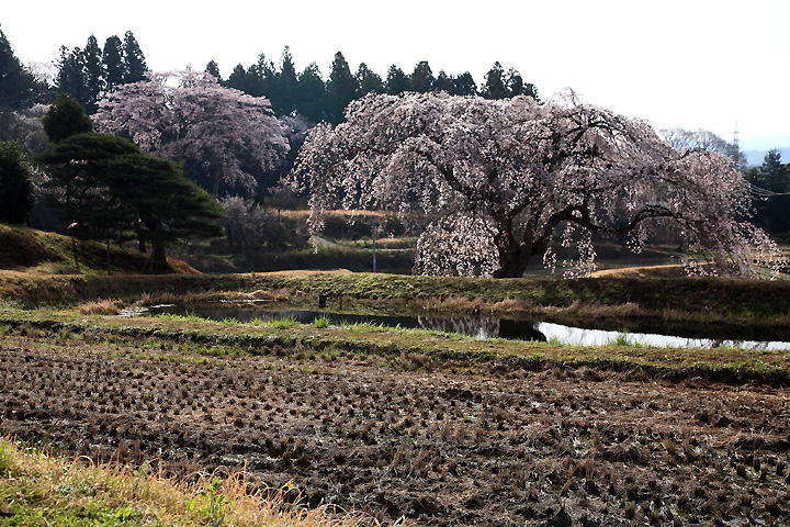 春の水田（棚倉町・花園のしだれ桜）