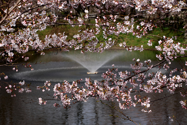 桜花満開　（棚倉町・棚倉城址）