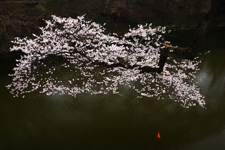 桜鯉（棚倉町・棚倉城址）