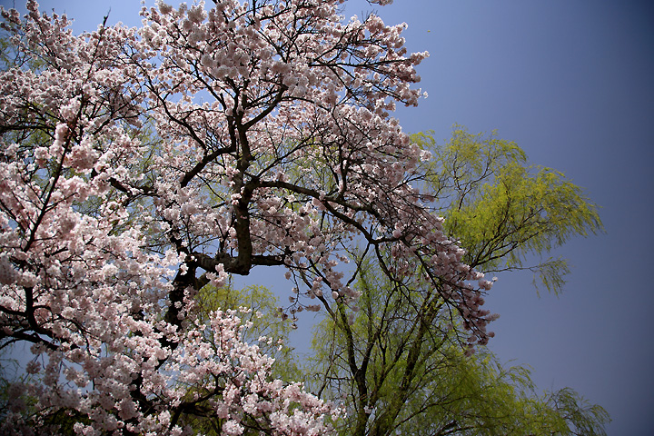 花日和　（那須町芦野・遊行柳）