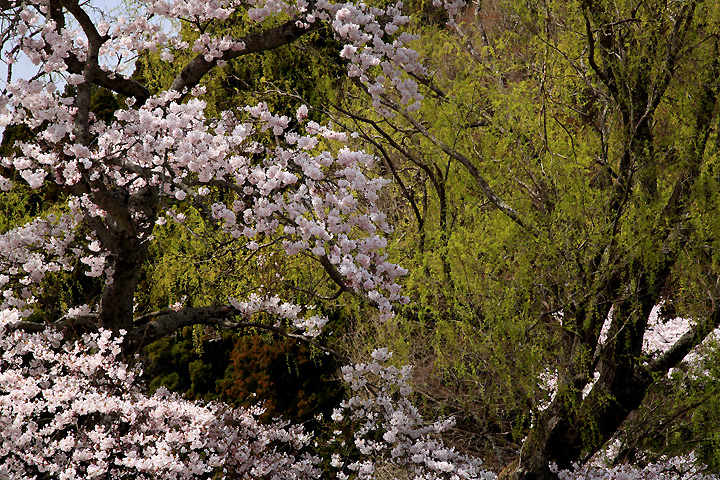 桜に柳　（那須町芦野・遊行柳）
