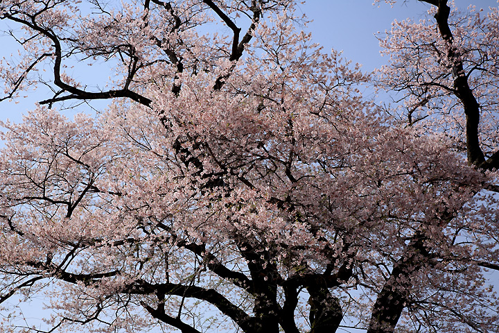 寺子の桜　（那須町寺子乙・寺子の桜）