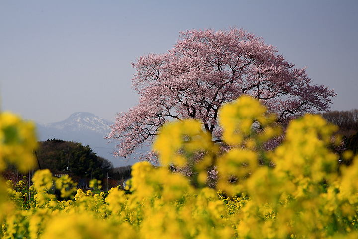 茶臼遠望　（那須町高久甲・下瀬縫の桜）