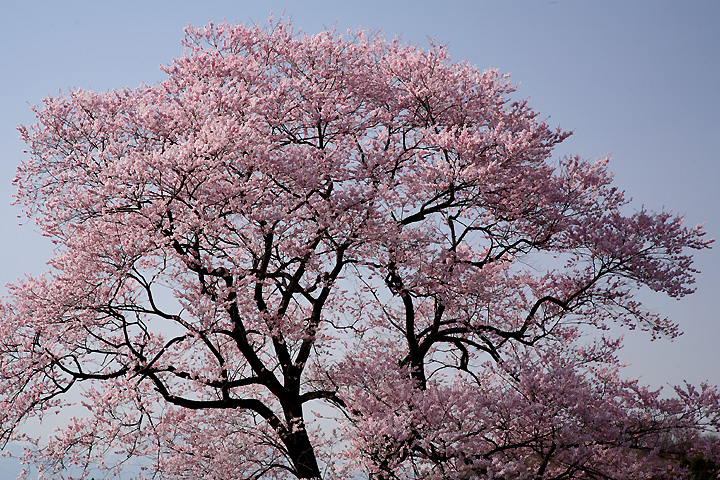 花色鮮やか　（那須町高久甲・下瀬縫の桜）