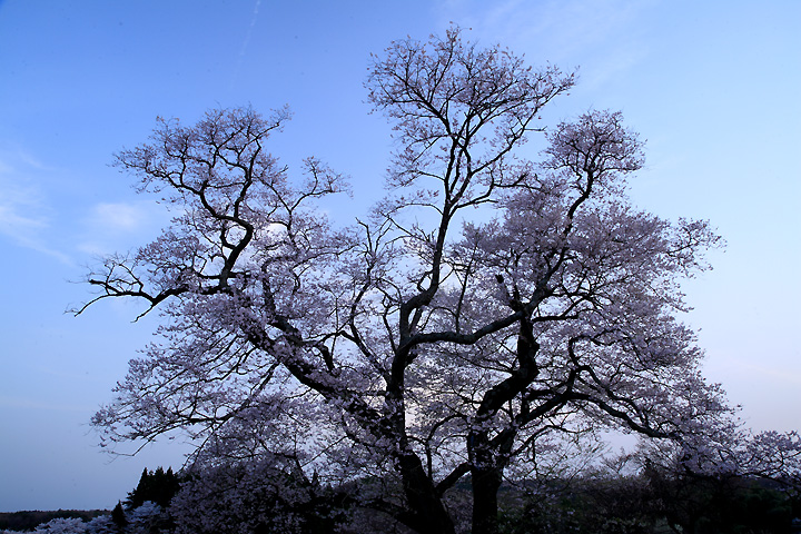 日暮の桜　（那須町寺子乙・寺子の桜）