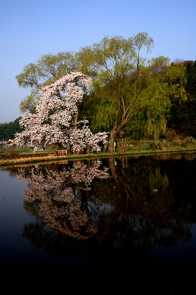 西行に芭蕉　（那須町芦野・遊行柳）