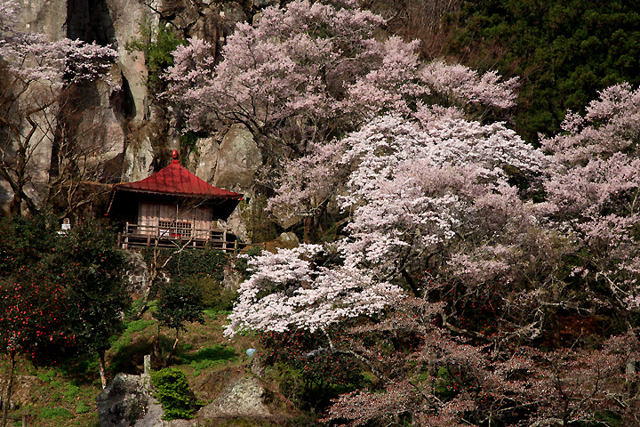 岩観音の桜　（那須町芦野・岩観音）
