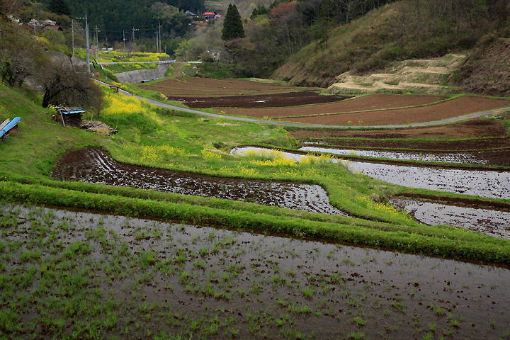 棚田の春　（茂木町）