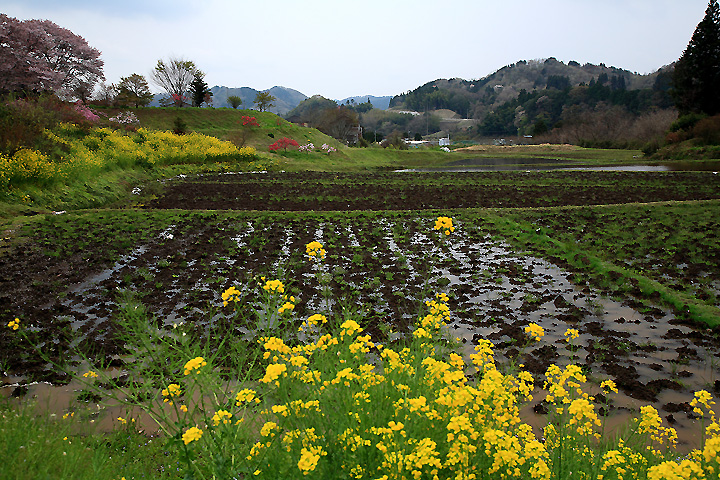 里の春　（茂木町）