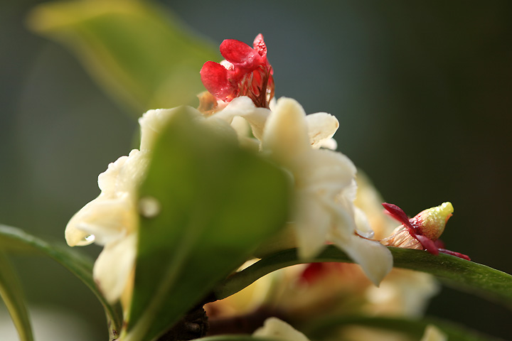 沈丁花にウメの落ち花