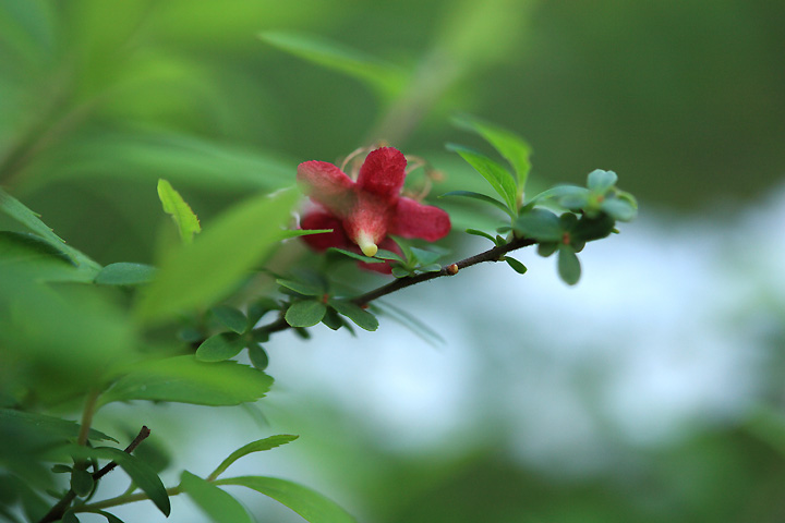 ウメの落ち花