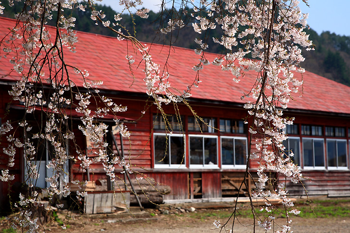 思いで残る桜　（南会津町中荒井・旧荒海中学校舎址）