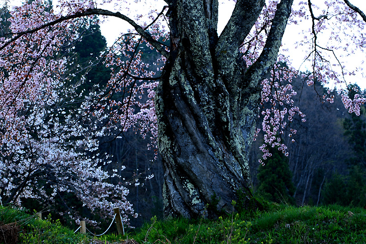 夕の輝き（南会津町小塩・うえんでの桜）