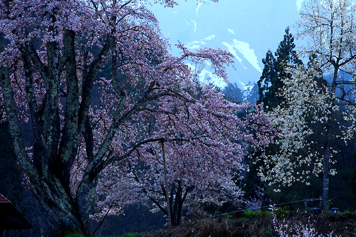 雪山に日が落ちて（南会津町小塩・うえんでの桜）