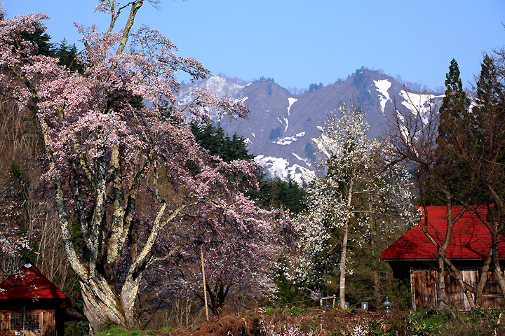 春来る（南会津町小塩・うえんでの桜）