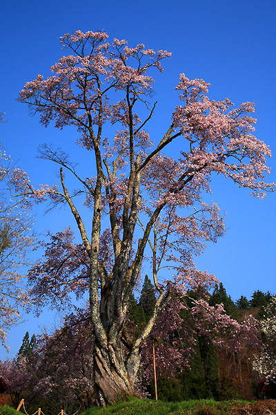 気持ちよい春の朝（南会津町小塩・うえんでの桜）