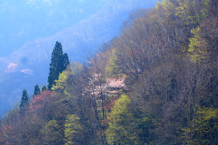 春の山道　（下郷町）