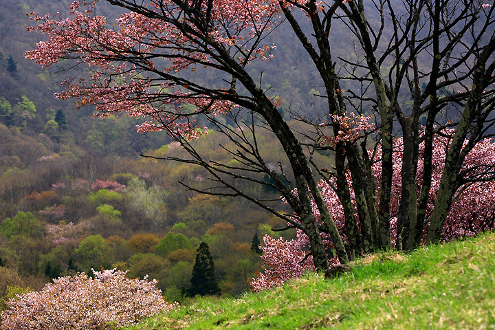満開の山桜　（西蔵王放牧場）