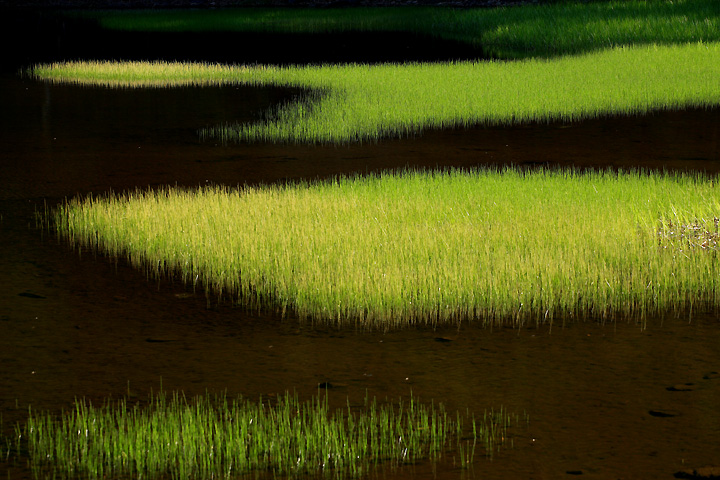 蘇る水草　（大沼園地）