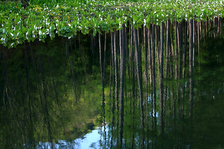華やぐ池　（ミニ尾瀬公園）