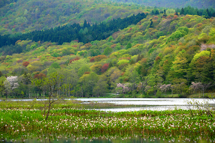 春紅葉（下郷町・観音沼）