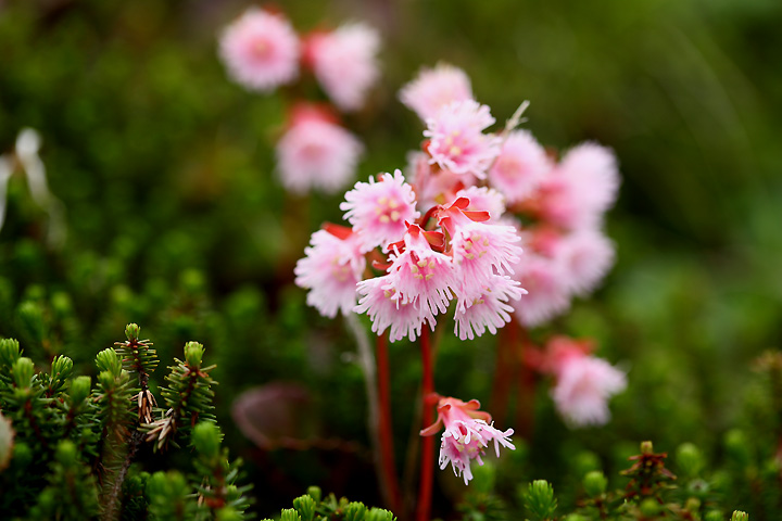 可愛い花たち　（中の茶屋跡）