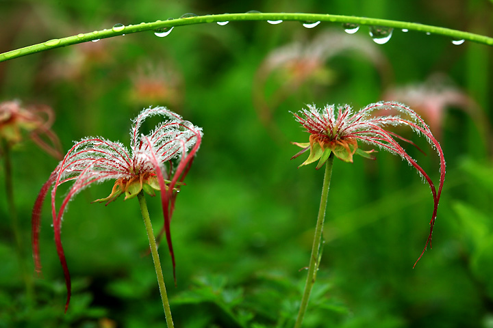 雨のチングルマ　（牛首下り斜面）