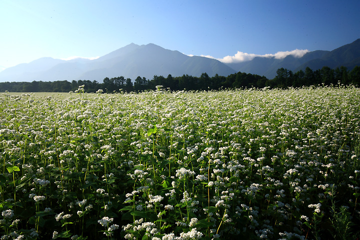 朝もやに霞む裏那須の山々　（下郷町・猿楽台地）