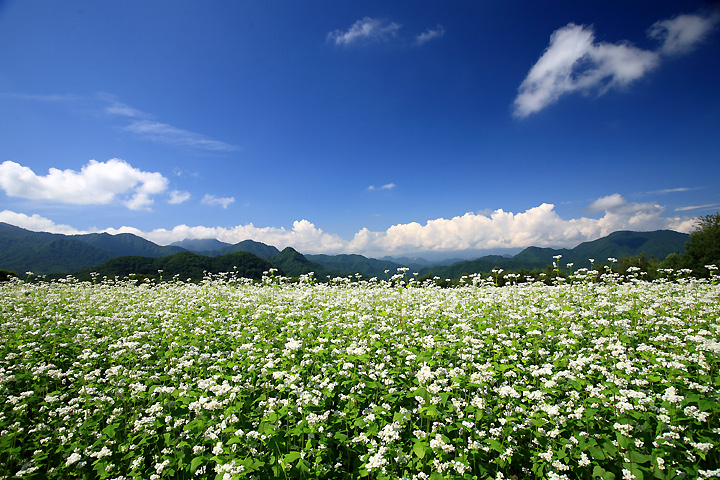陽を浴びて　（南会津町・高杖高原）