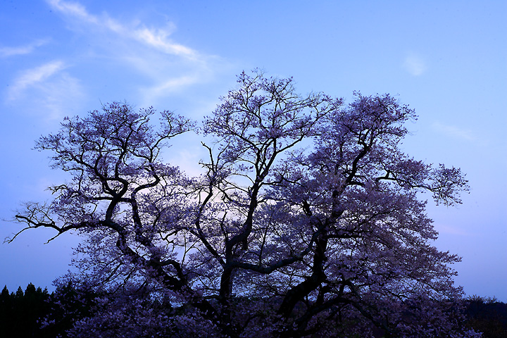 春日暮れゆく（那須町・寺子の桜）