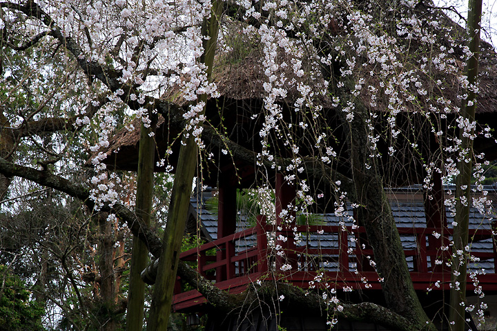 西行桜（大田原市・法輪寺）