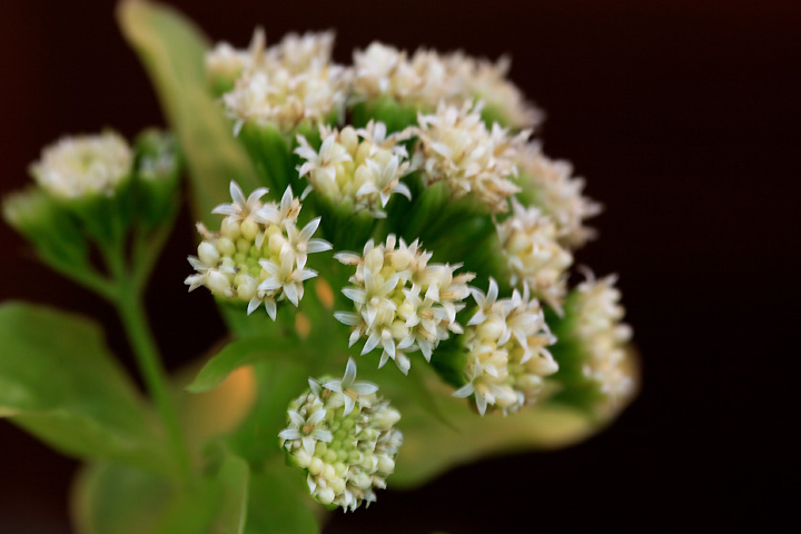 蕗の花