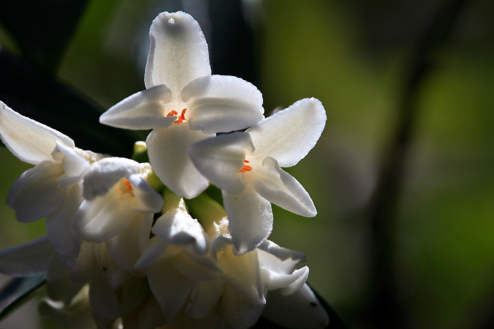 沈丁花（白花）