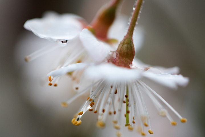 春の雨