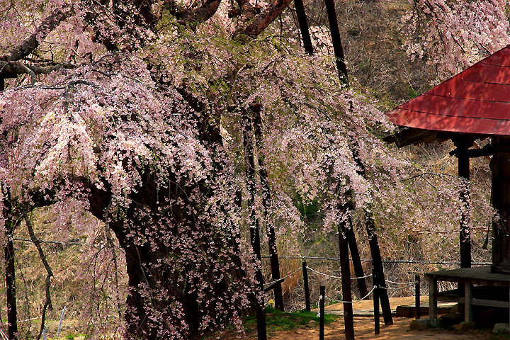 不動桜（郡山市中田町）