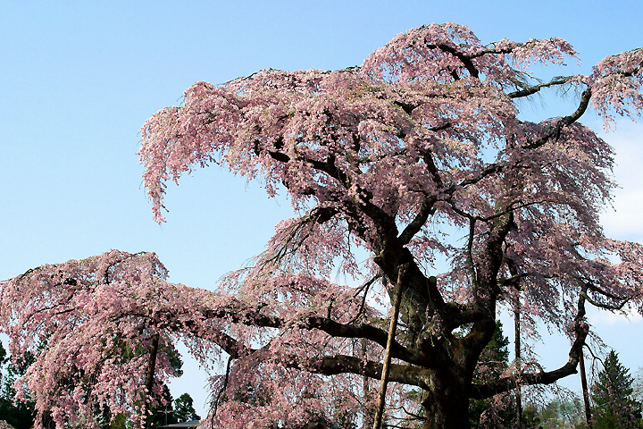紅枝垂地蔵桜（郡山市中田町）
