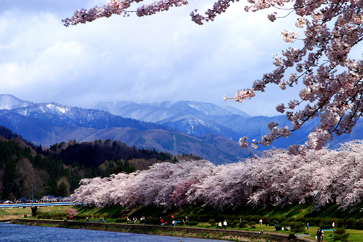 遅い春（角館・桧木内川堤）