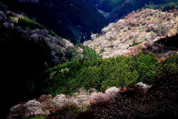 吉野千本桜（奈良県吉野町）