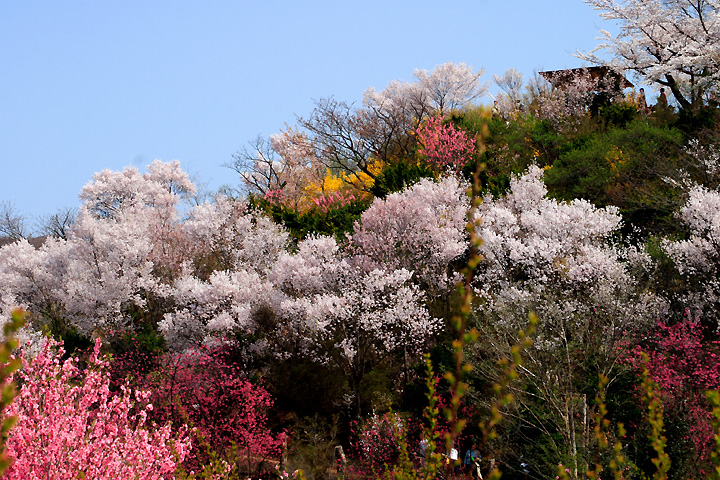 桃源郷（福島市・花見山）