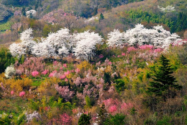 絵のような光景（福島市・花見山）